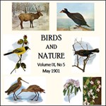 Birds and Nature, Vol. IX, No 5, May 1901