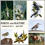 Birds and Nature, Vol. XI, No 4, April 1902